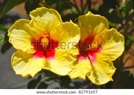 Twin Bright Yellow and Pink Tropical Hibiscus Flower Hawaii