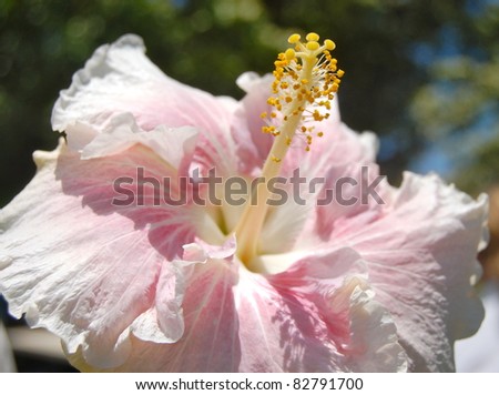 Pale Pink Closeup Tropical Hibiscus Flower Hawaii
