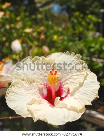 Pale Yellow with Bright Pink Center Tropical Hibiscus Flower Hawaii