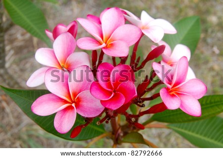 Pink Tropical Plumeria Flower Hawaii