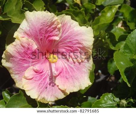 Pink and Yellow Tropical Hibiscus Flower Hawaii