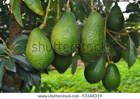 Avocados Growing on Tree