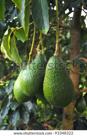 Avocados Growing on Tree