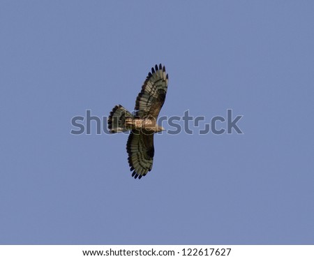 Honey buzzard soaring above the meadow in the blue sky.