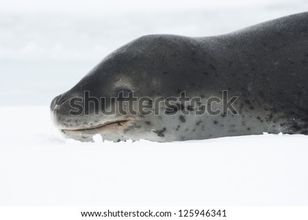 Portrait of a leopard seal lying on the ice.
