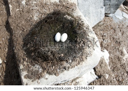 Antarctic blue-eyed cormorant nest with incomplete laying on a rock.
