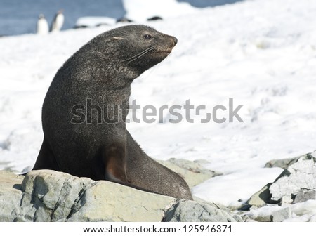 Fur seals sitting on a rock on the snow beach.