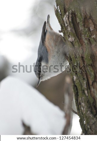 Nuthatch moving on a tree trunk head first.