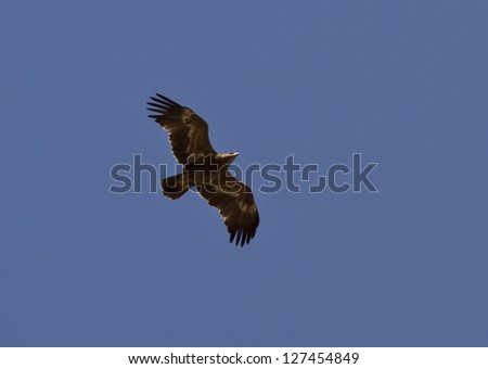 Steppe eagle soaring in the sky Kalmykia.