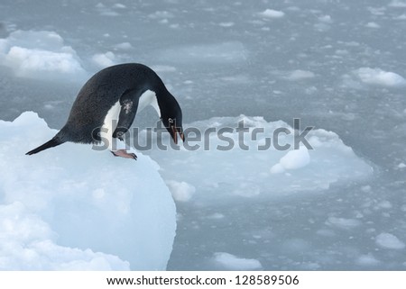 AdÃ?Â�Ã?Âµlie penguins getting ready to jump to the snow-covered ice in the ocean.
