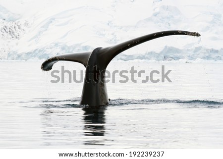 humpback whale tail showing during the dives in Antarctic waters