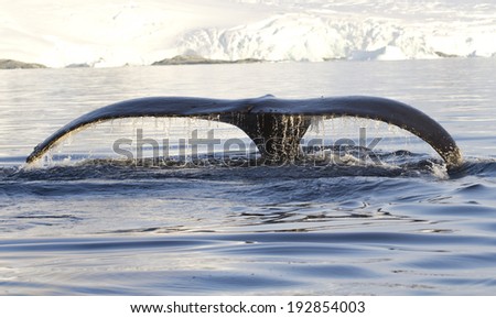 humpback whale tail that shows during the dives in Antarctic waters