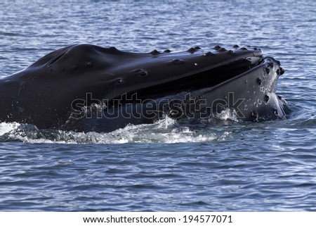 humpback whale \'s head that popped out of the water after eating krill off the coast of Antarctica 1