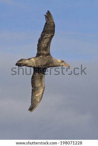 southern giant petrel flying over the Antarctic islands