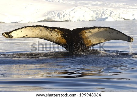 spin and fin whale humpback dived in antarctic waters ,