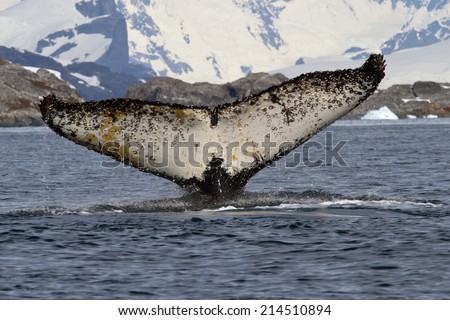 humpback whale which dives into the Antarctic waters with a raised tail