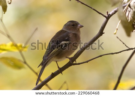 Chaffinch sitting on a branch in autumn forest on a sunny afternoon