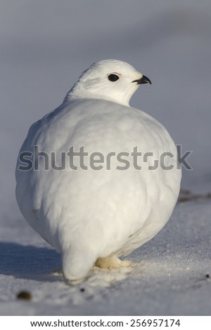 Rock Ptarmigan which stands in the snow on winter tundra Bering Island