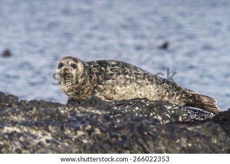 Harbor seal lying on a rock island Bering winter day