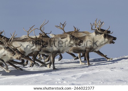 A herd of reindeer that runs on snow-covered tundra sunny winter day