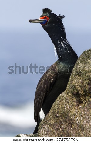 Red-faced cormorant in breeding plumage that sit on a rock by turning his head in the spring sunny day