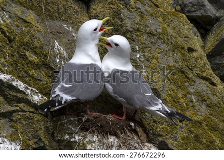 red-legged kittiwake couple sitting in the nest and cry