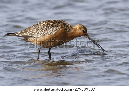 Siberian bar-tailed godwit which feeds in shallow water in the spring sunny day