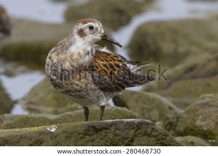 male Rock sandpiper which stands on the stone head turned