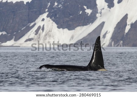 male killer whale who swims against the backdrop of Bering Island