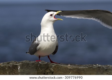 red-legged kittiwake which stands on the edge of a cliff and shouts