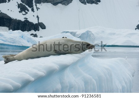 Crabeater seals lying on an iceberg in the background of rocks and snow of Antarctica