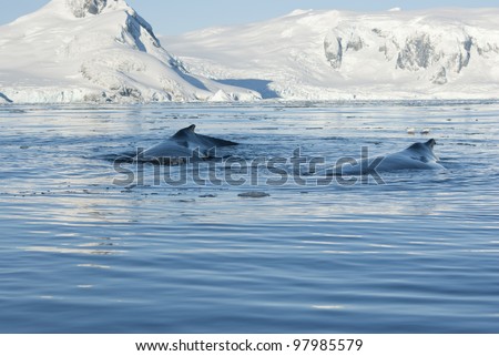 Two humpback whale floating on the background of the Antarctic Peninsula.
