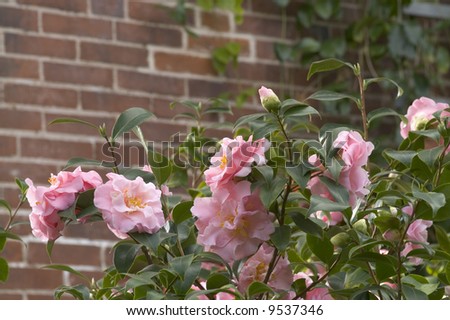  (Camellia japonica) Bush. bloom