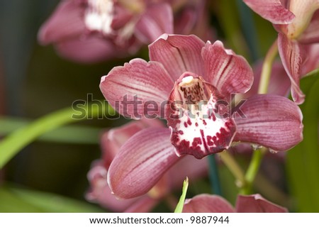 Maroon Orchid