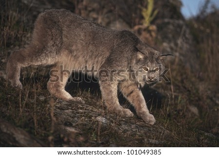 Canadian Lynx (Lyns canadensis) enjoys a limited range in the lower 48 states but is relatively wide spread in Alaska and Canada where it preys on the Snowshoe Hare.