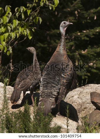 Wild Turkey (Meleagris gallopavo) hen and chick, largest game bird in North America is at home in the Sierra Foothills of Northern California.