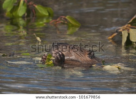 North American Beaver (Castor canadensis) eating a water lily a favorite food. Beaver pond in Denali National Park, Alaska.