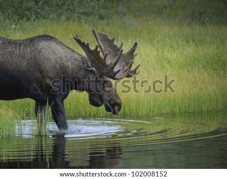 A Bull Moose (Alces alces) wades into a pond to feed on aquatic grasses, Denali National Park, Alaska.