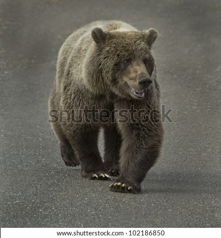 Grizzly Bear (Ursus arctos) is number one on the food chain in Denali National Park, Alaska.