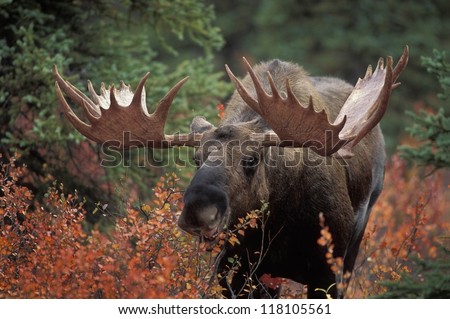 Bull Moose (Alces Alces) Feeds On Fall Foliage Of Dwarf Birch, Denali Nat\'L Park, Alaska.