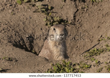 Black-tailed Prairie Dog (Cynomys ludovicianus) at its burrow in a Prairie Dog Town (Coterie) in the South Unit of the Theodore Roosevelt National Park, North Dakota.