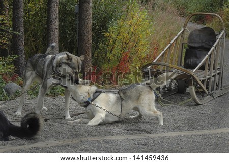 Denali National Park maintains a kennel of sled dogs which during the summer provide demonstrations for park visitors. More importantly their job during the winter is to patrol the park.