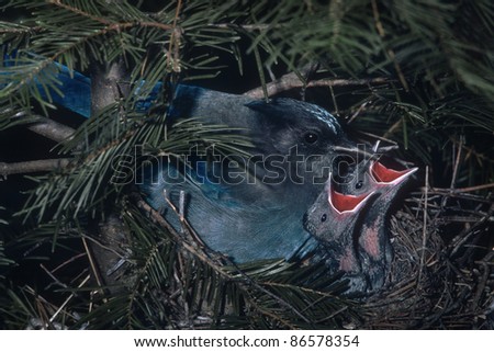 Steller\'s Jay (Cyanocitta stelleri) is a jay native to western North America. This family nest was located in the Sierra Foothills of Northern California.
