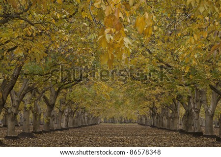 An orchard of English Walnut trees (Juglans regia) in fall color. California's Central Valley is where the Persian walnuts are grown commercially. Gridley, California.