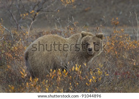 Grizzly Bear (Ursus arctos) in the colorful fall tundra and surrounded by favorite soap berries, Denali National Park and Preserve, Alaska.