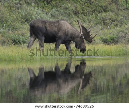 Bull Moose (Alces alces) wades into a pond to feed on aquatic grasses, Denali National Park, Alaska.