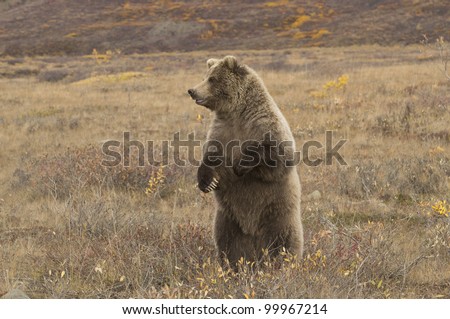 Grizzly bear (Ursus arctos) sow stands up for a better view of her surroundings Denali Nat\'l Park, Alaska