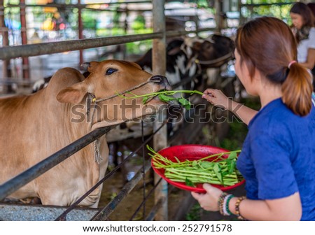 Bangkok, Thailand - Feb 14, 2015 Unidentified people come to feed cows at Hualamphong Temple. These cows are bought from slaughterhouse as making merit.