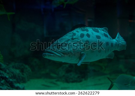 Ocean big fish in one aquarium zoo of Thailand.