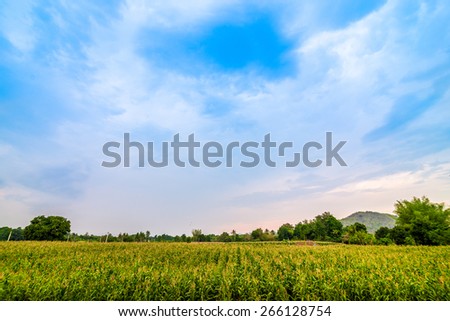 Landscape of crop harvest in Kanganaburee, a province of Thailand.